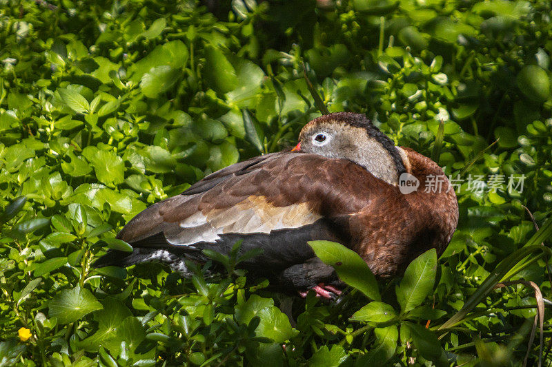 黑腹鸣鸭，(Dendrocygna autumn nalis)， Dendrocygne ventre noir。